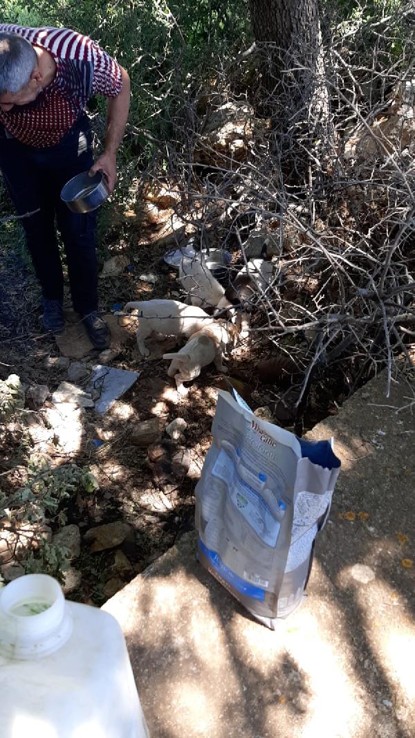 Cuccioli Abbandonati